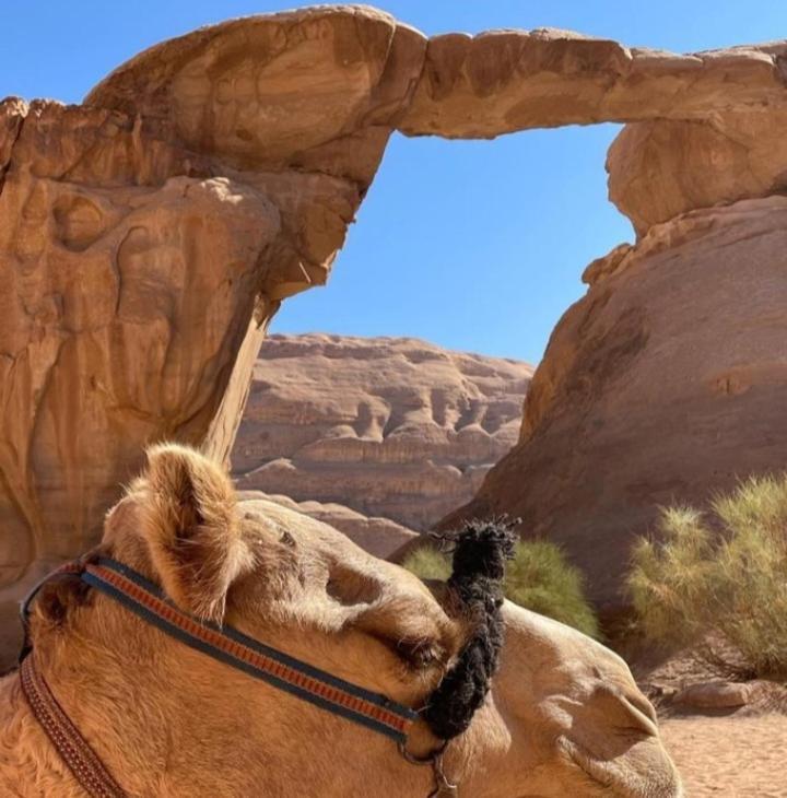 Moon City With Jeep Trips Hotel Wadi Rum Exterior photo